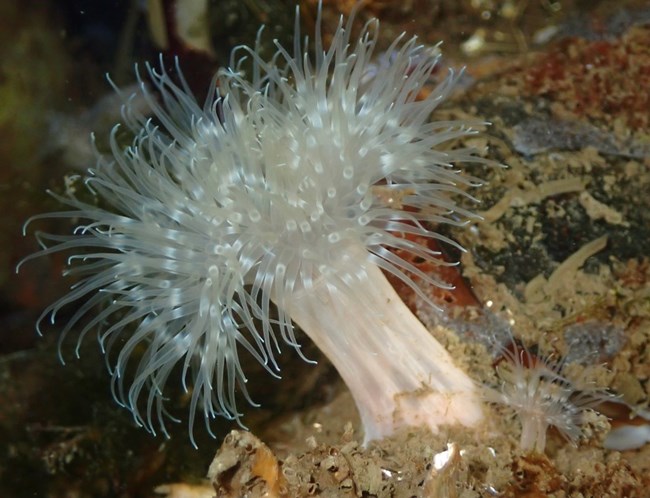 a white/clear anemone, which has a thick smooth stalk and a bunch of long, clear appendages coming out from the top