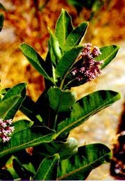 photo - Close-up of the milkweed plant in bloom with its pink flower. photo - Close-up of the milkweed plant in bloom with its pink flower.