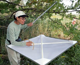 beating sheet A researcher demonstrates how to use a beating sheet to collect insects.