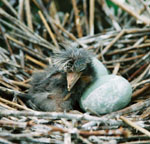 Black Crowned Night Heron on Boston Harbor Islands