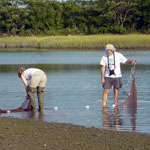 Citizen Scientists at the Bioblitz