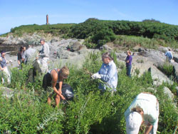 Calf Island Habitat Restoration
