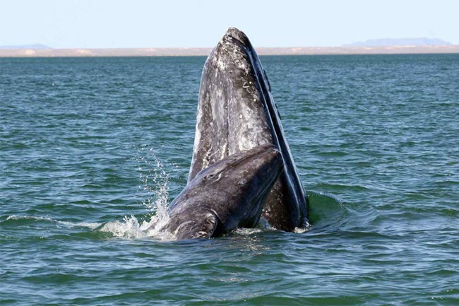 Gray whale and calf spyhopping near the coast