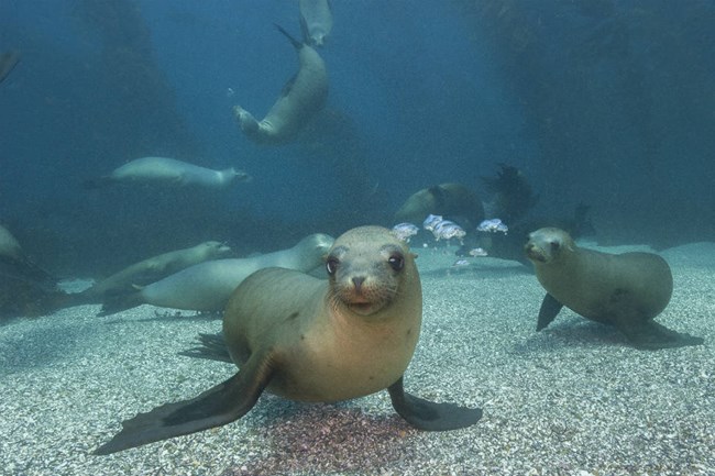 Brown sea lion underwater above sandy bottom, with other sea lions behind it