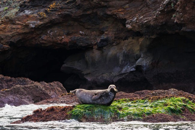 lt= Grey, spotted harbor seal resting on rock protruding from the ocean