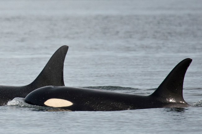 Pod of orcas breaching out of the ocean