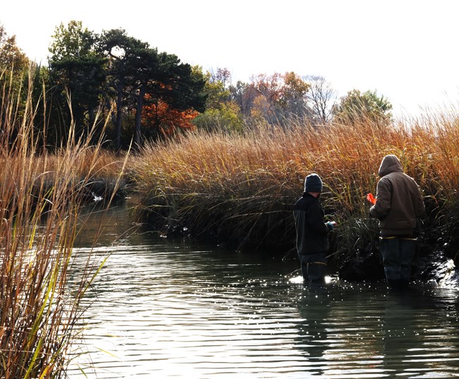 Two people in cold-weather gear stand knee-deep in water, surrounded by tall grasses, collecting data as part of a salt marsh monitoring project. Trees with autumn foliage are visible in the background.