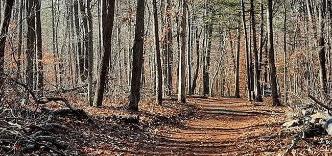 A winter scene of a trail with branches lying along the path.
