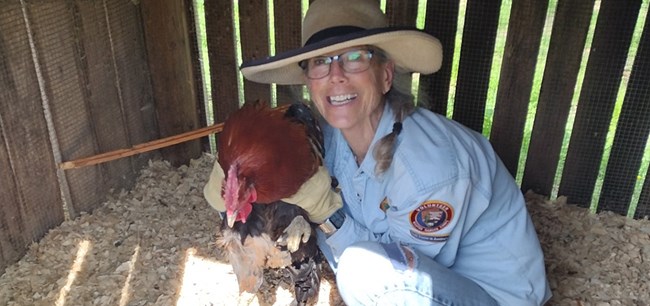 A National Park Service volunteer crouching in a hen house holding a chicken.