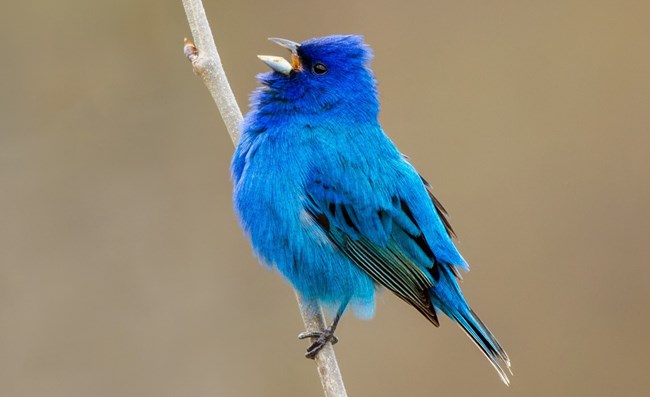 Bright blue bird perched on a limb.