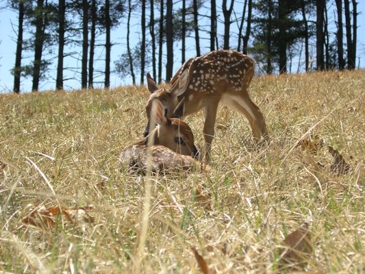 Spring 2013- white tail fawns laying down & standing