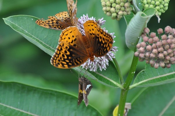 Butterflies June 2014 by NPS