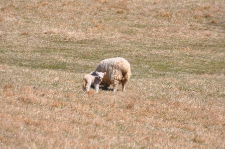 lamb with mother March 2013