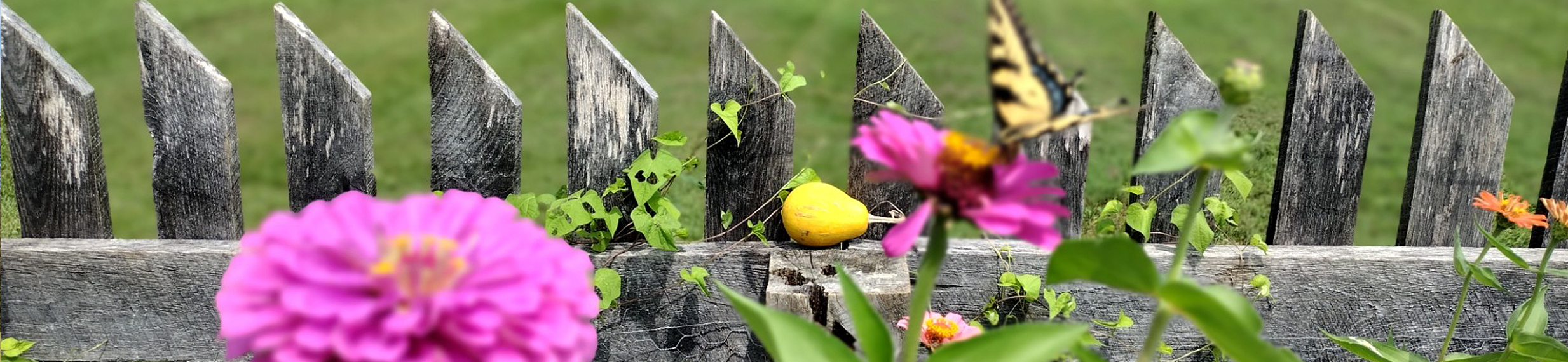 A wooden fence with a grouping of flowers and a butterfly that is about to take flight.
