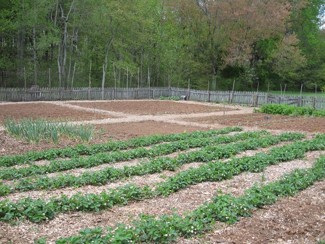 In the springtime new heritage varieties common during the mid 1800s are planted.