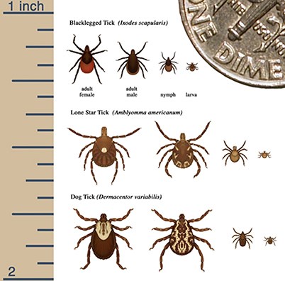 A diagram showing the different types of ticks, their size, measured by scale with a partial representation of a United States dime.