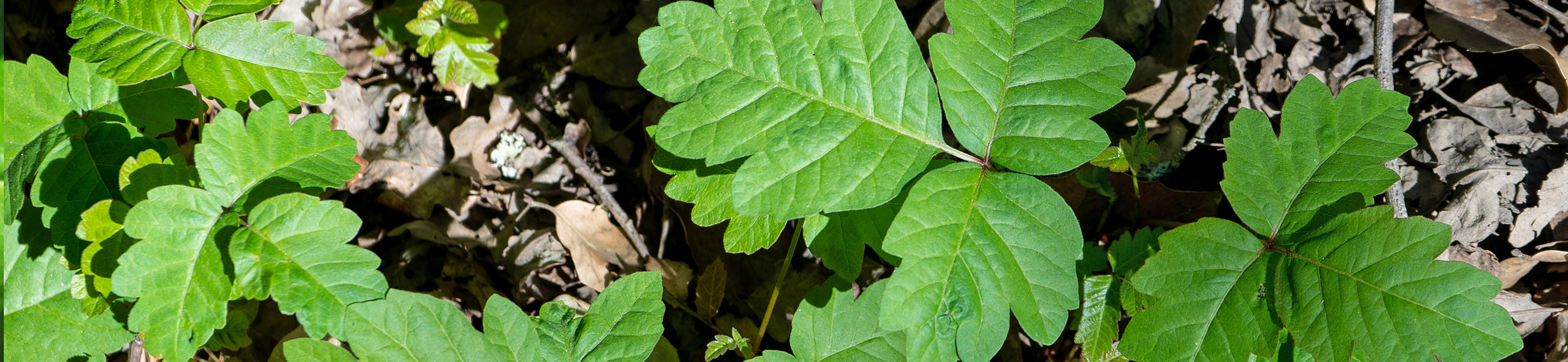 A cluster of poison oak plants displays leaves with distinct ridged margins.
