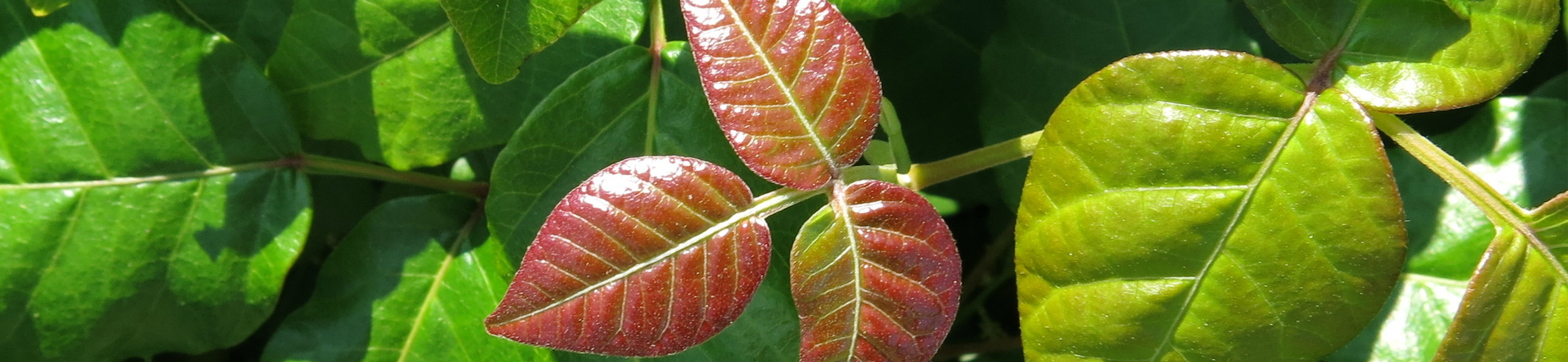 A green poison ivy plant displaying three red, glossy leaflets.