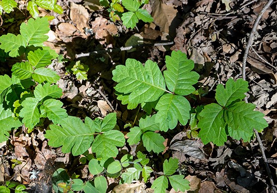 A group of green plants with ridges bordering each of the leaves.