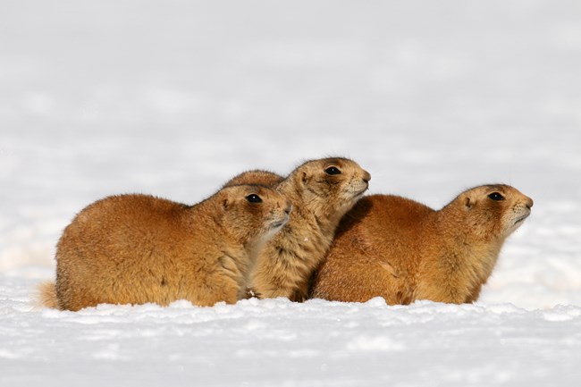 Three prairie dogs stand together in the snow