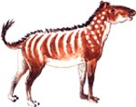 Hip Wimpee (eohippus) Hip Wimpee (eohippus)