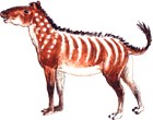 Hip Wimpee (Hippocampus) Hip Wimpee (Hippocampus)