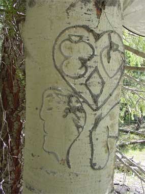 Pioneer Aspen Bark Inscription (dendrology) Pioneer Aspen Bark Inscription (dendrology)
