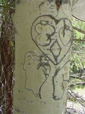 Pioneer Aspen Bark Inscription (dendrology)