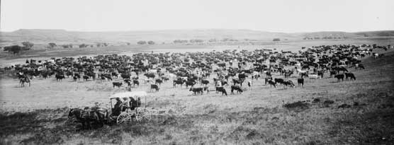 Old Time Cattle Drive, 1905