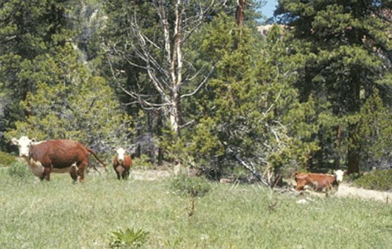 Trespass cattle in the Riggs Spring Area of Bryce Canyon Trespass cattle in the Riggs Spring Area of Bryce Canyon