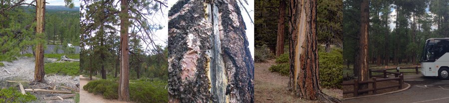 Lightning Scarring on Ponderosa pine trees collage banner