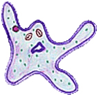 Dr N. Gulf, an amoeba Dr N. Gulf, an amoeba