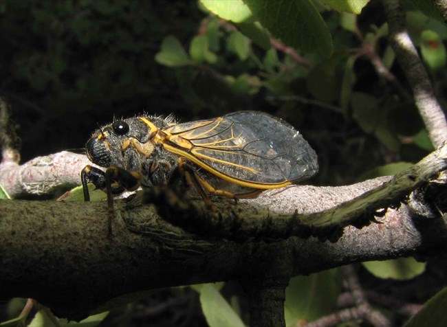 Putnam's Cicada