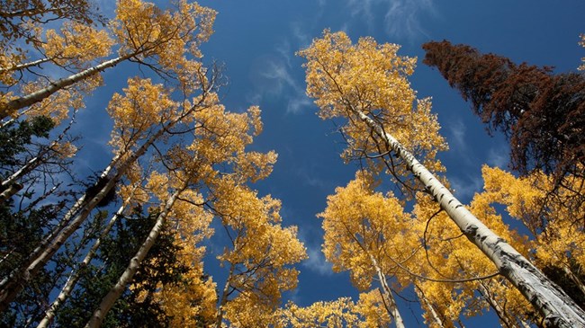 Color photo: Yellow Aspen trees viewed from below against a blue sky