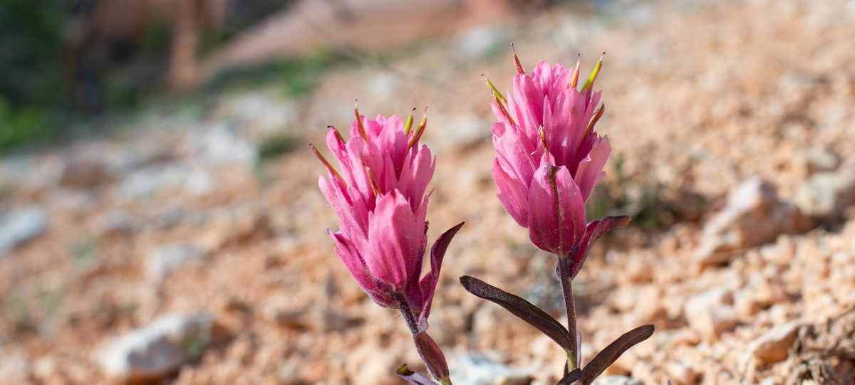 A bright pink flower grows in the orange and white earth.