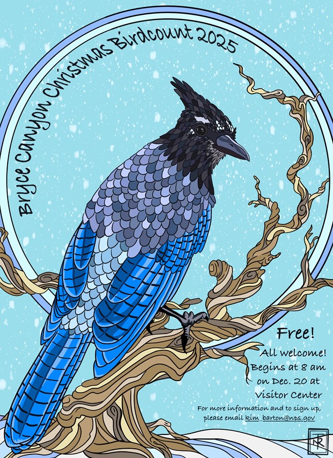 A Stellar's Jay represents the 2025 Bryce Canyon Christmas Bird Count