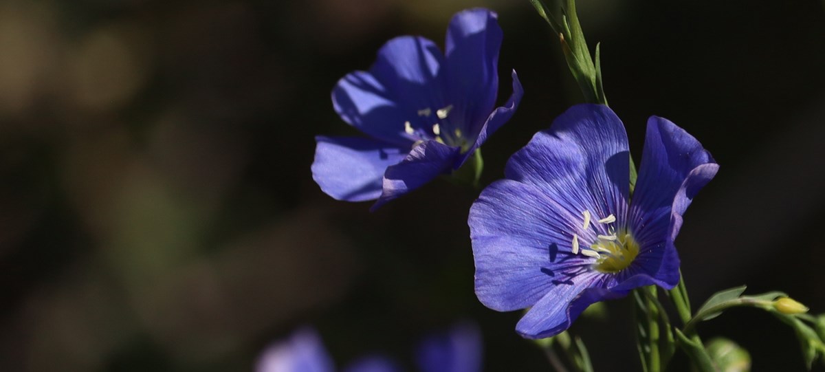 Deep purple-blue flowers against a dark background