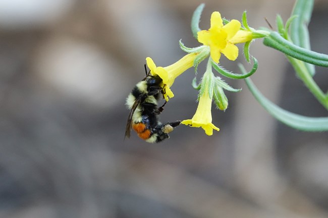 Hunt's Bumblebee