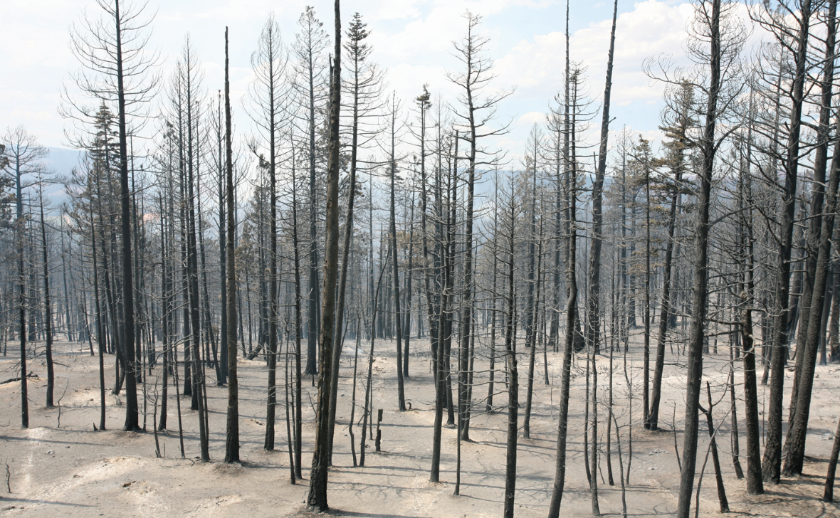 A stand of blackened, charred trees with white ash covering the ground