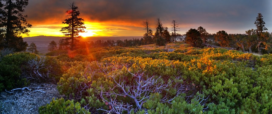 Manzanitas during sunrise at Bryce Point. B. Roanhorse BBR Oct 28 2015