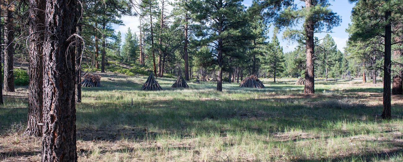 Wood stacks shaped in triangle formations in the forest