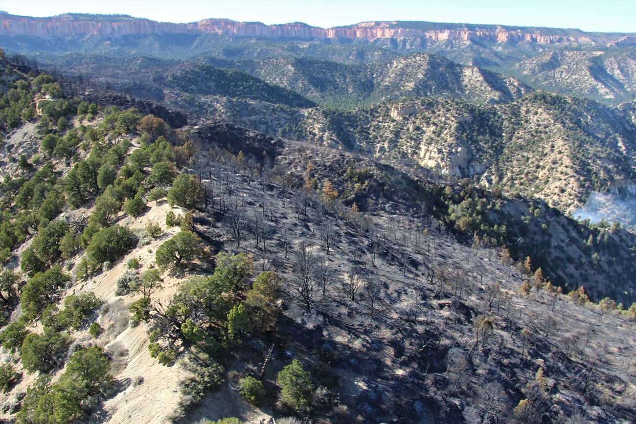 A ridge of a mountain shows green trees on one side and burned trees on the other with red rocks in the background
