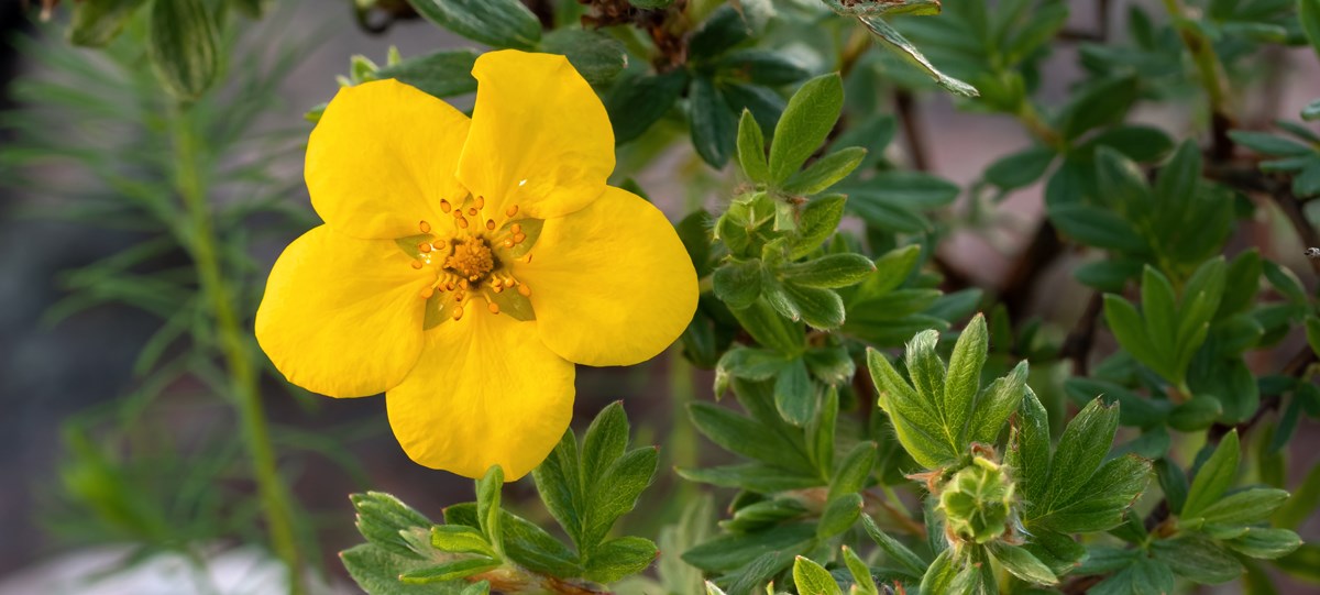 A closeup of a bright yellow flower against a background of dark green leaves