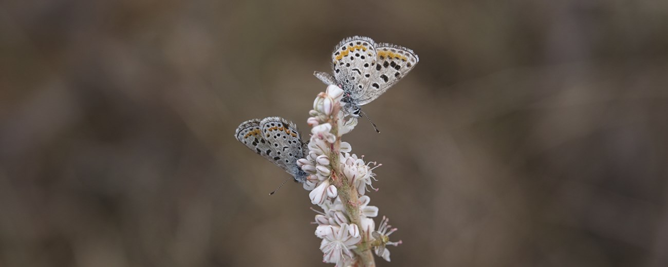 Two butterflies perched upon stalk of red and pink flowers