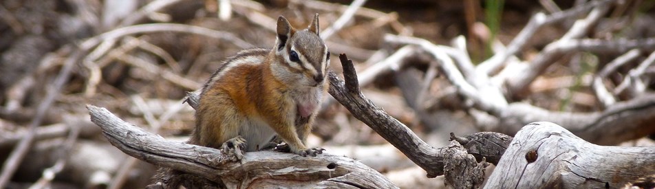 A chipmunk sits on fallen branches along the Bristlecone Loop trail.