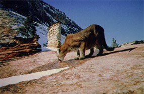 Mountain Lion licking the snow melt from the hard rock surface