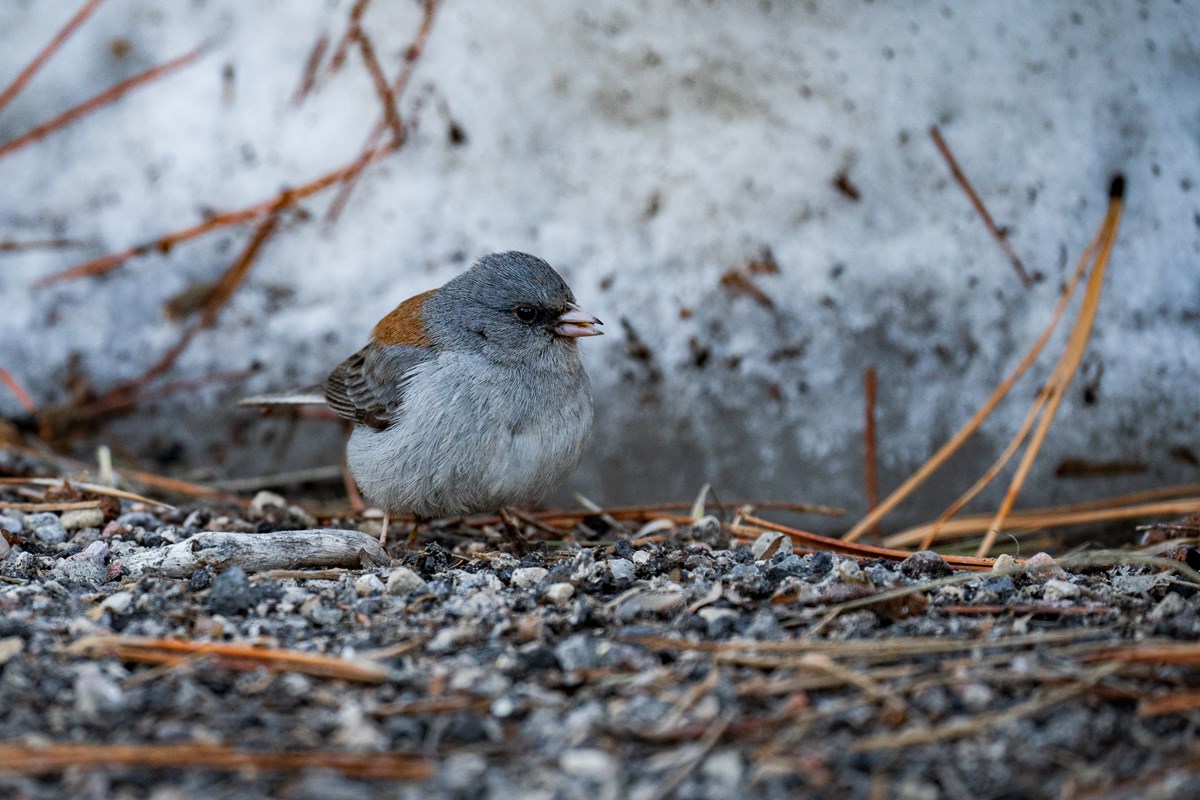 Dark eyed Junco Bryce Canyon National Park U S National Park Service 