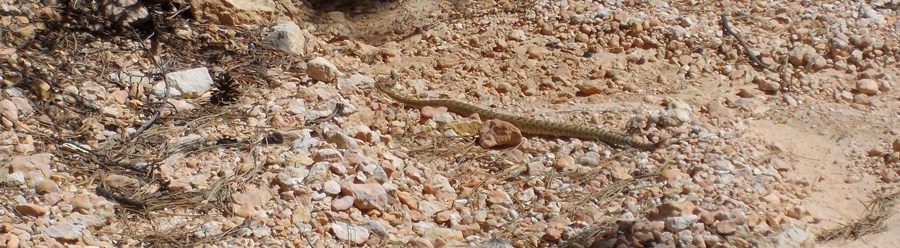 Rattlesnake crawling near the Fairyland Loop Trail.