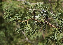 Juniper berries, blue-green in color