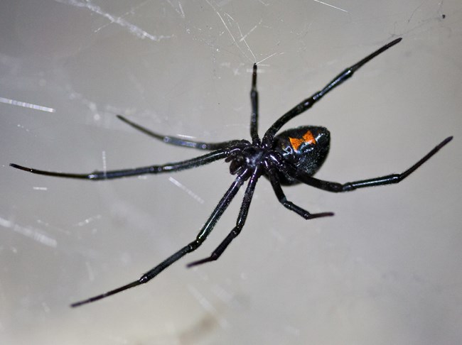 Black Widow